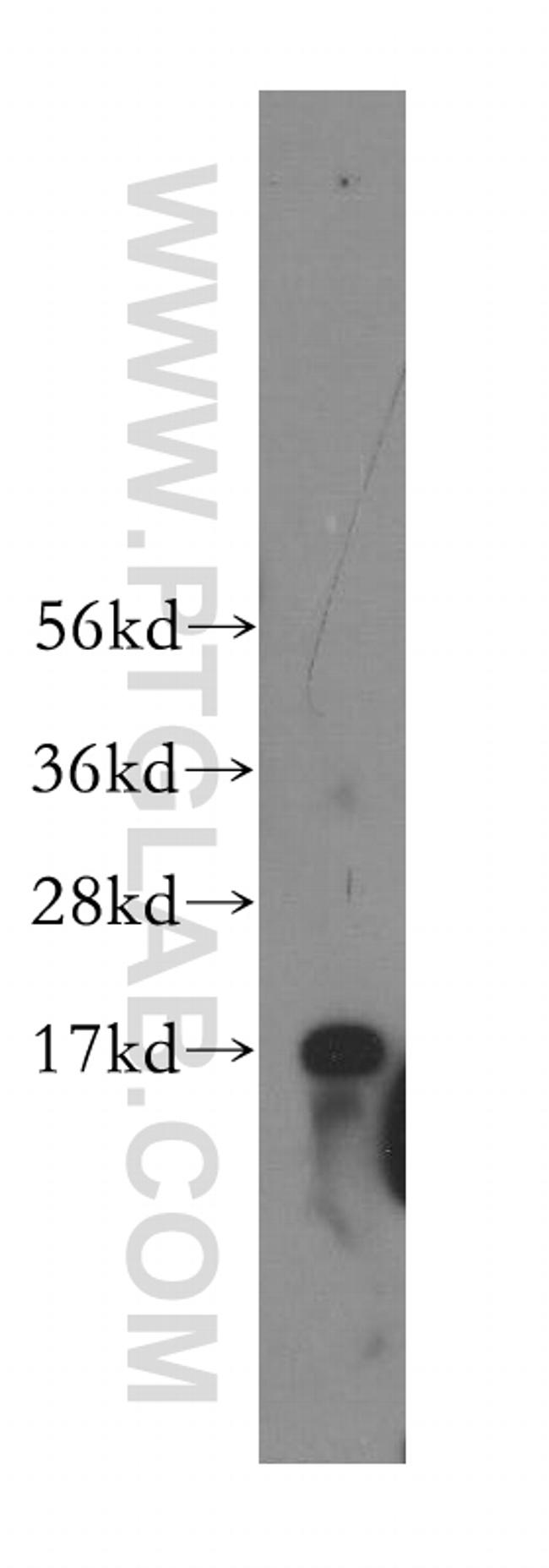 SSBP1 Antibody in Western Blot (WB)