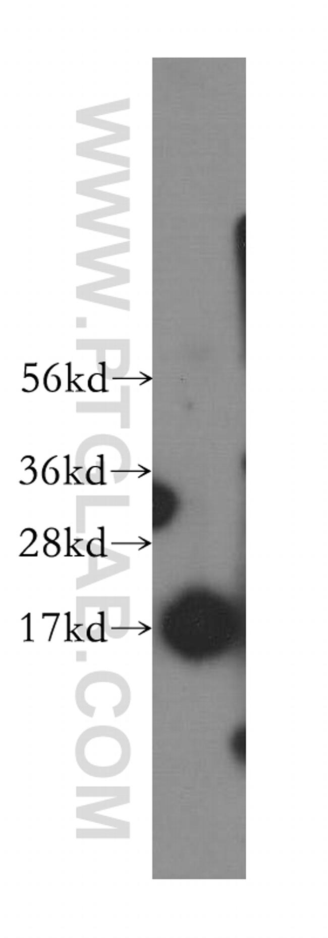 SSBP1 Antibody in Western Blot (WB)