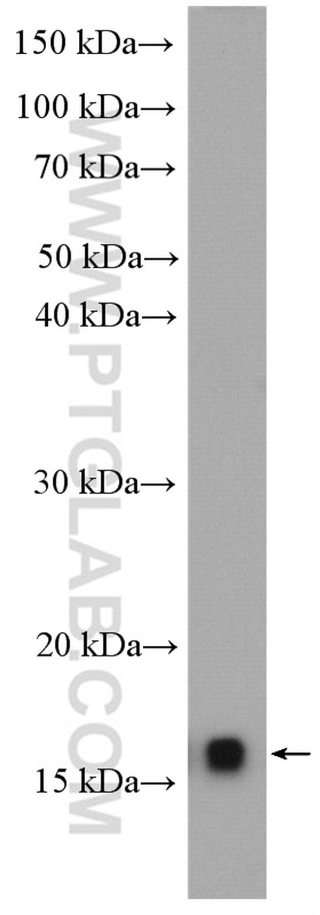 SSBP1 Antibody in Western Blot (WB)