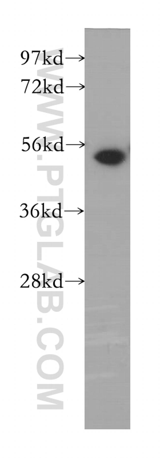 MINA Antibody in Western Blot (WB)