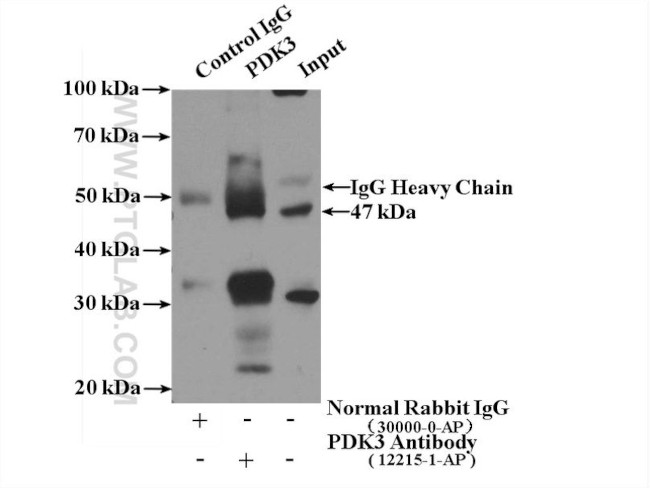 PDK3 Antibody in Immunoprecipitation (IP)