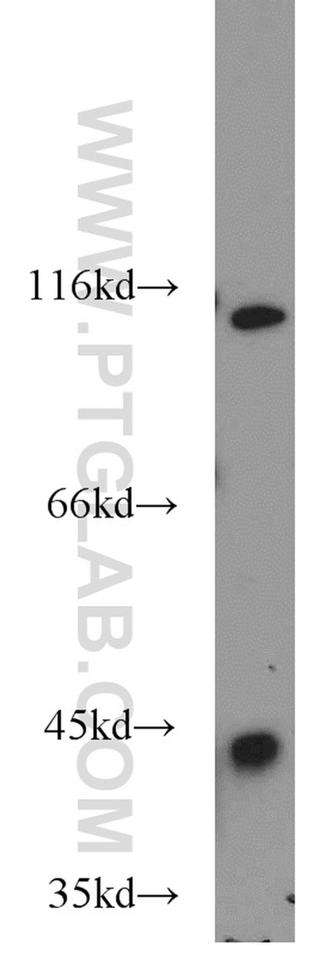 PDK3 Antibody in Western Blot (WB)