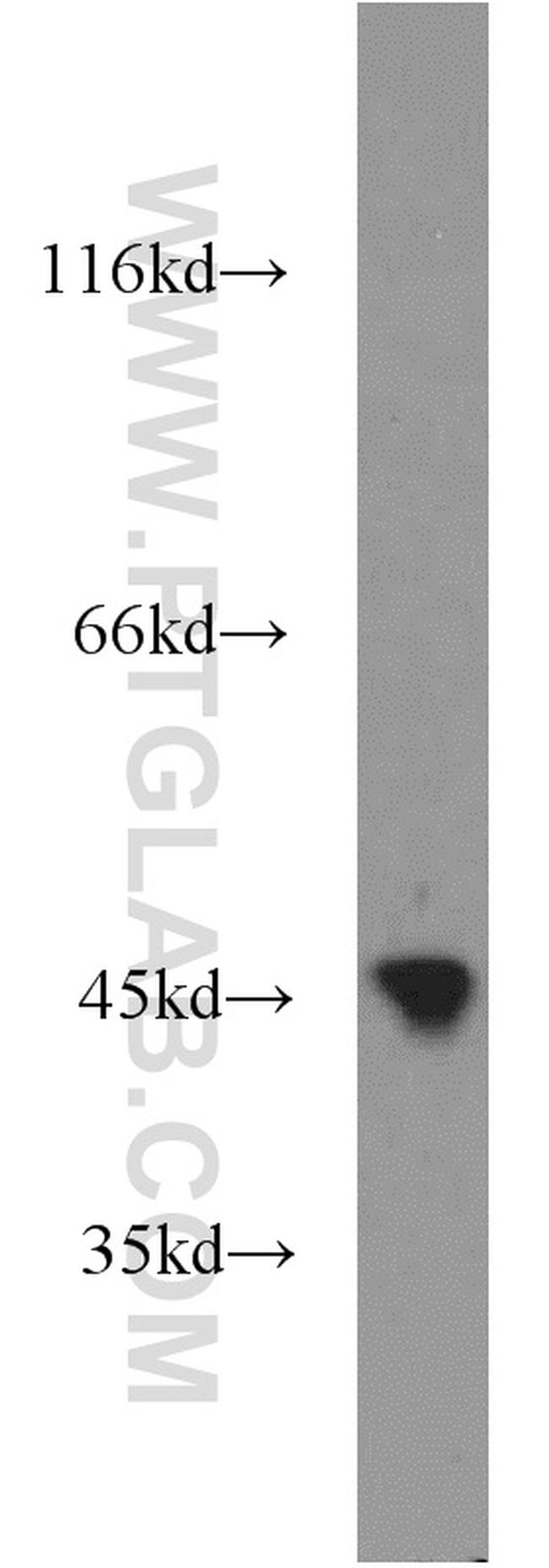 PDK3 Antibody in Western Blot (WB)