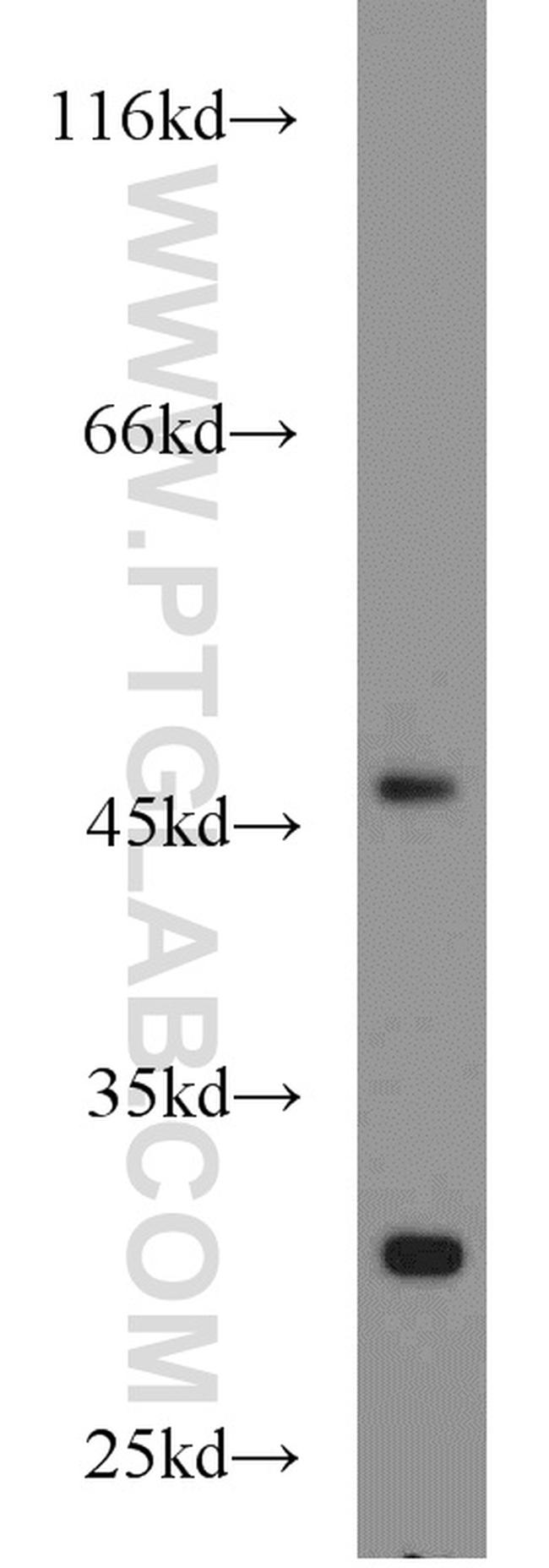 PDK3 Antibody in Western Blot (WB)
