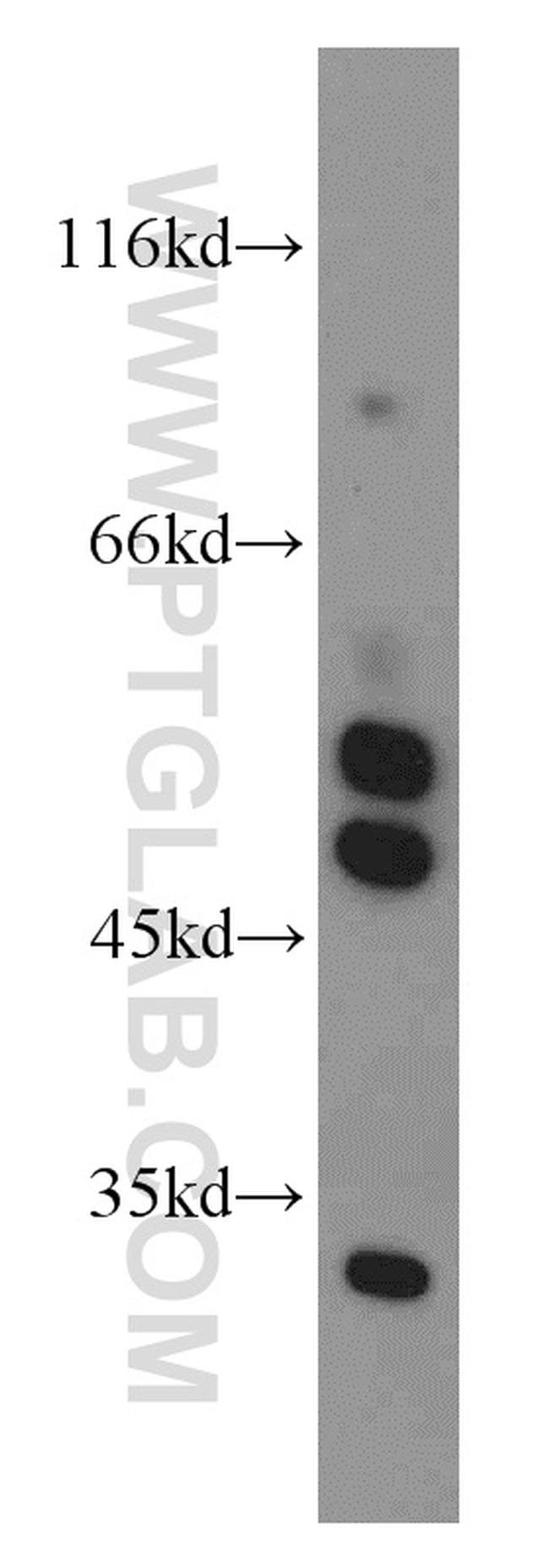 PDK3 Antibody in Western Blot (WB)