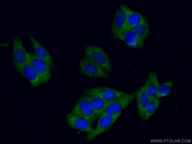 Gamma cystathionase Antibody in Immunocytochemistry (ICC/IF)