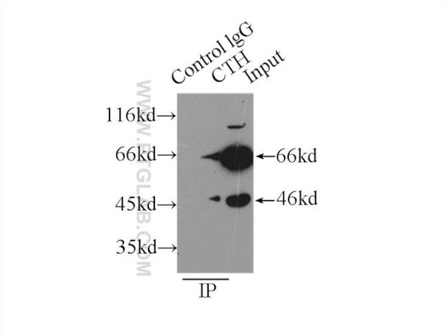 Gamma cystathionase Antibody in Immunoprecipitation (IP)