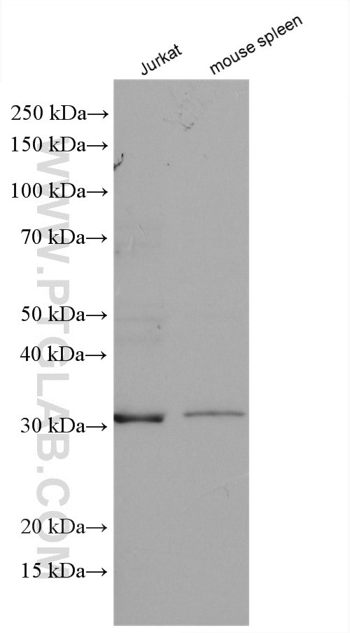 CREG1 Antibody in Western Blot (WB)