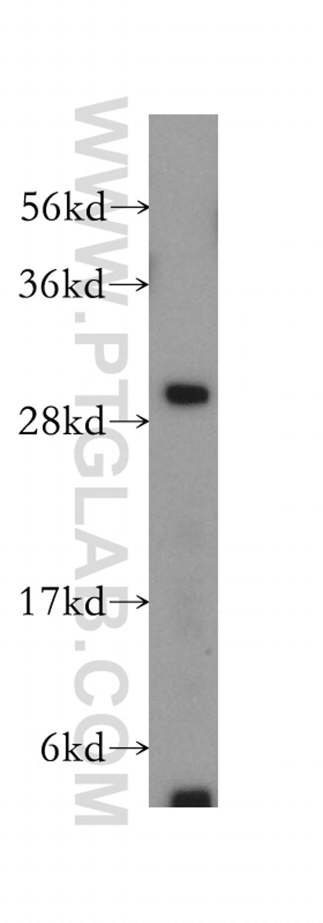 CREG1 Antibody in Western Blot (WB)