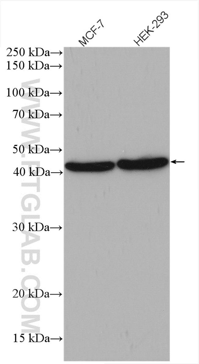 BMP7 Antibody in Western Blot (WB)