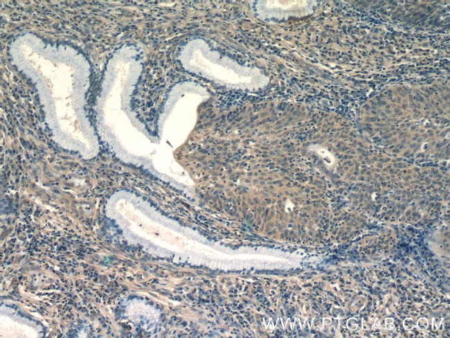 EIF4E2 Antibody in Immunohistochemistry (Paraffin) (IHC (P))