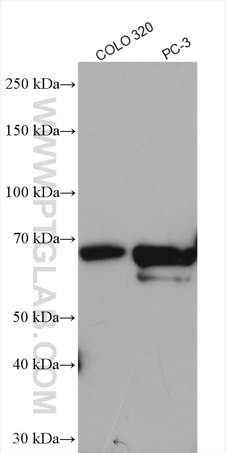 NUR77 Antibody in Western Blot (WB)