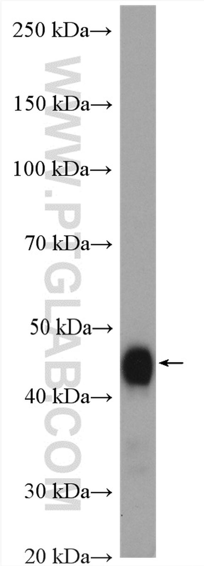 DNAJA2 Antibody in Western Blot (WB)