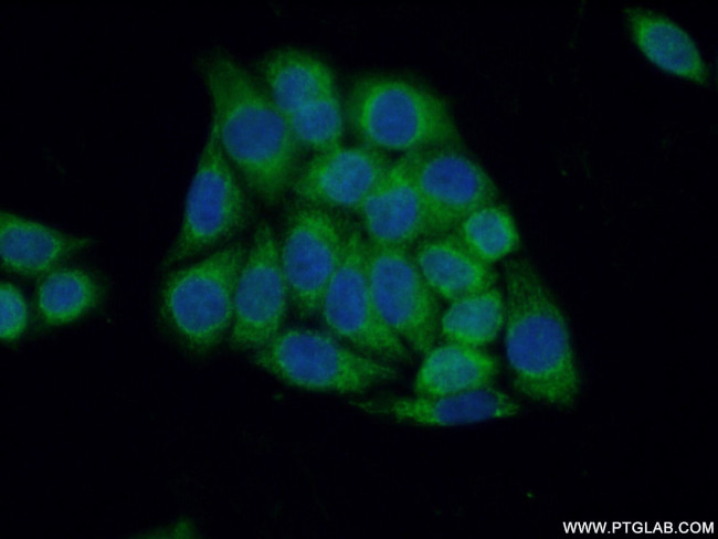 NELF Antibody in Immunocytochemistry (ICC/IF)