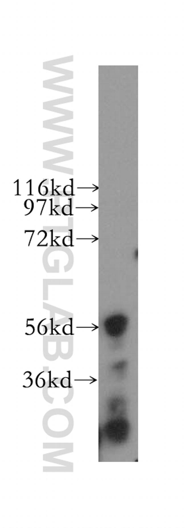 NELF Antibody in Western Blot (WB)