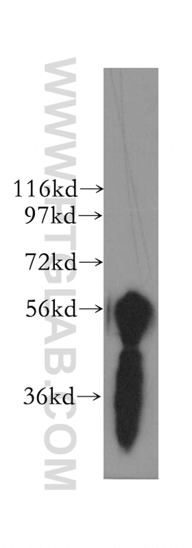 NELF Antibody in Western Blot (WB)