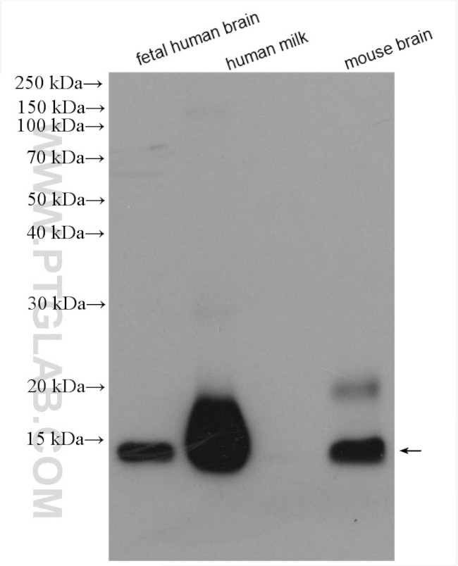 Cystatin C Antibody in Western Blot (WB)