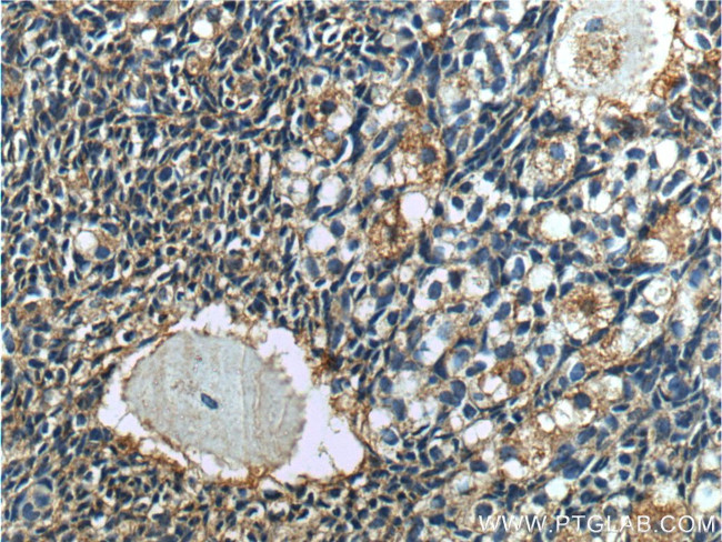 Cystatin C Antibody in Immunohistochemistry (Paraffin) (IHC (P))