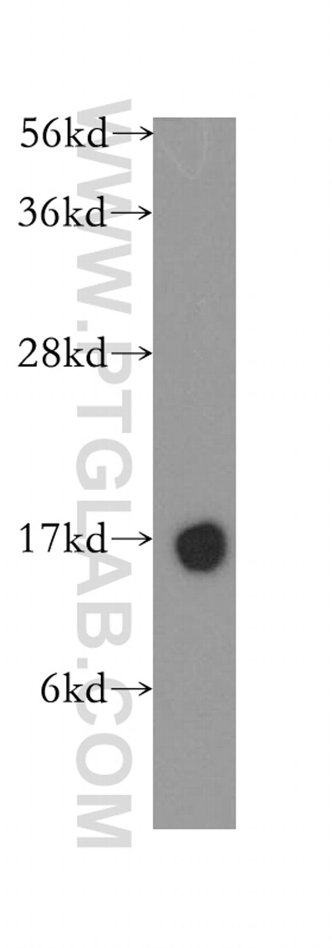 Cystatin C Antibody in Western Blot (WB)