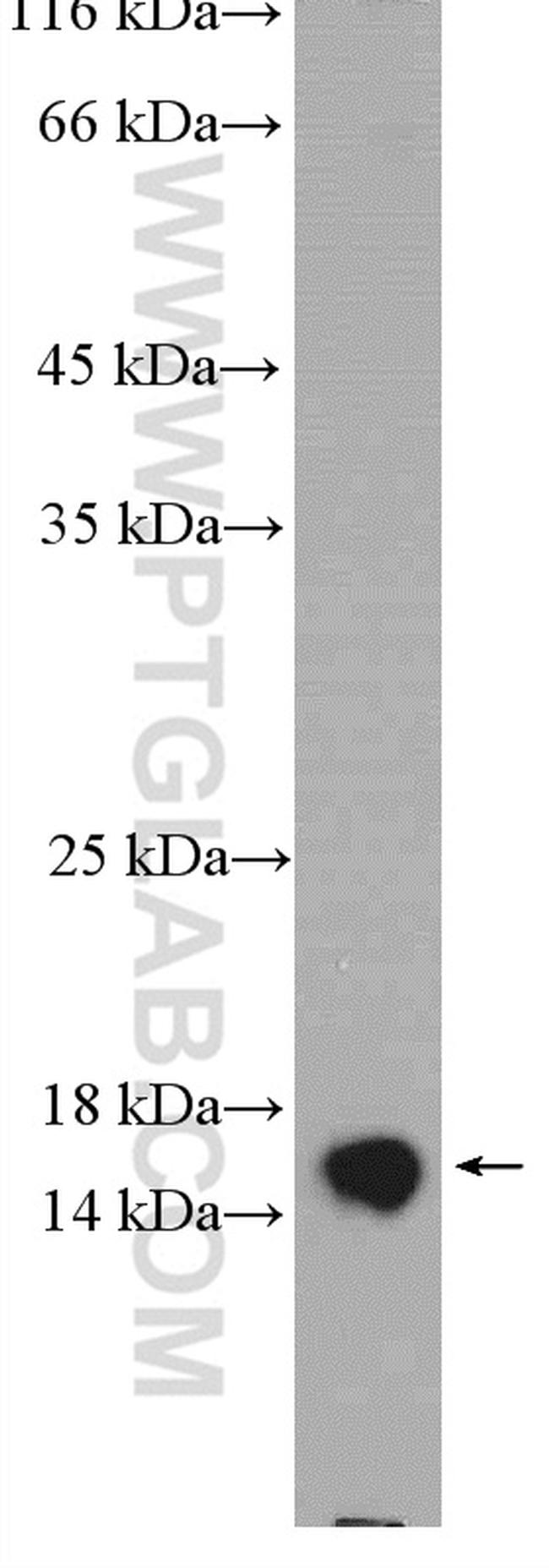 Cystatin C Antibody in Western Blot (WB)