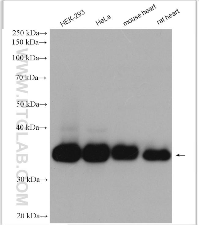 RCAS1 Antibody in Western Blot (WB)