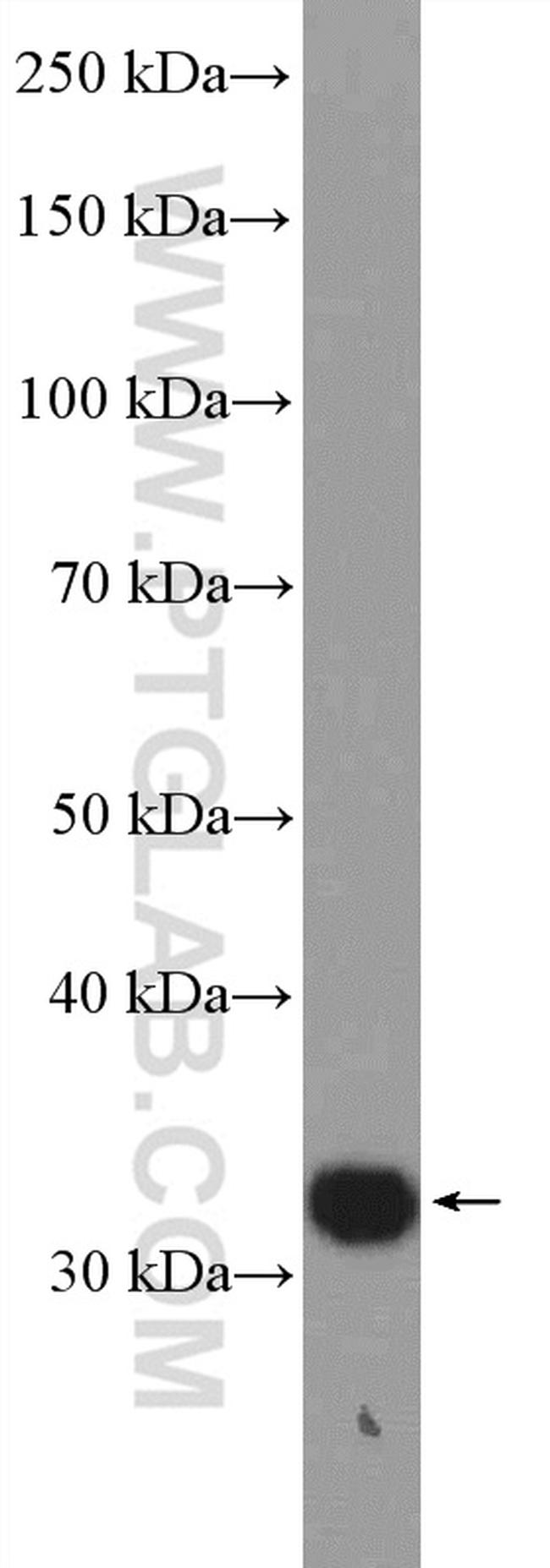 RCAS1 Antibody in Western Blot (WB)