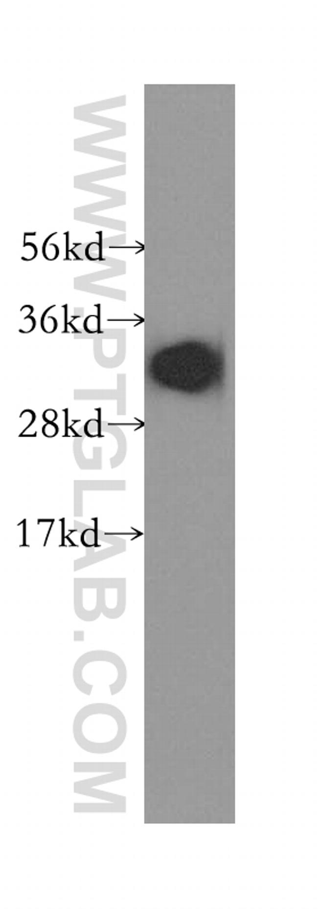 RCAS1 Antibody in Western Blot (WB)