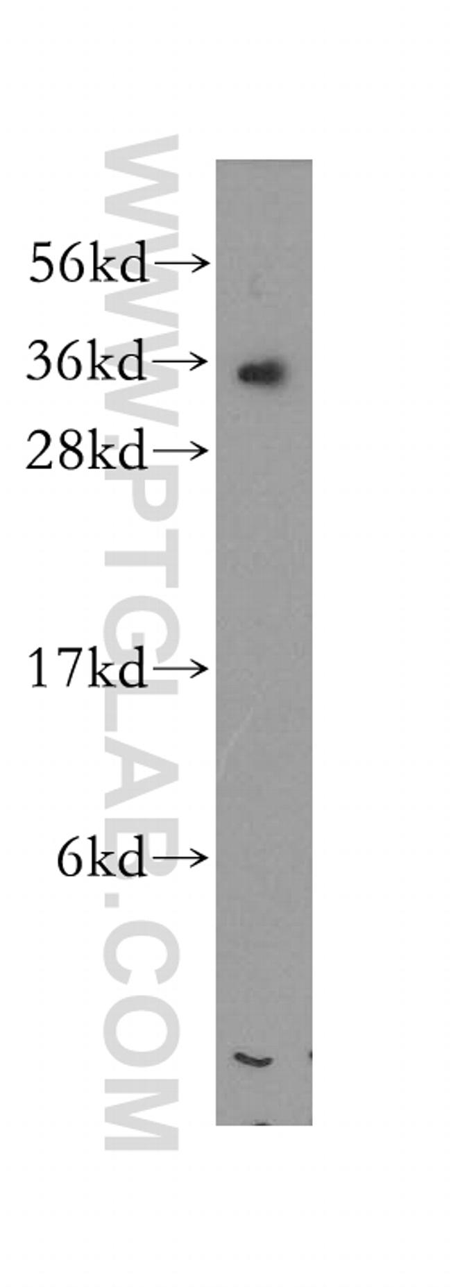 RCAS1 Antibody in Western Blot (WB)