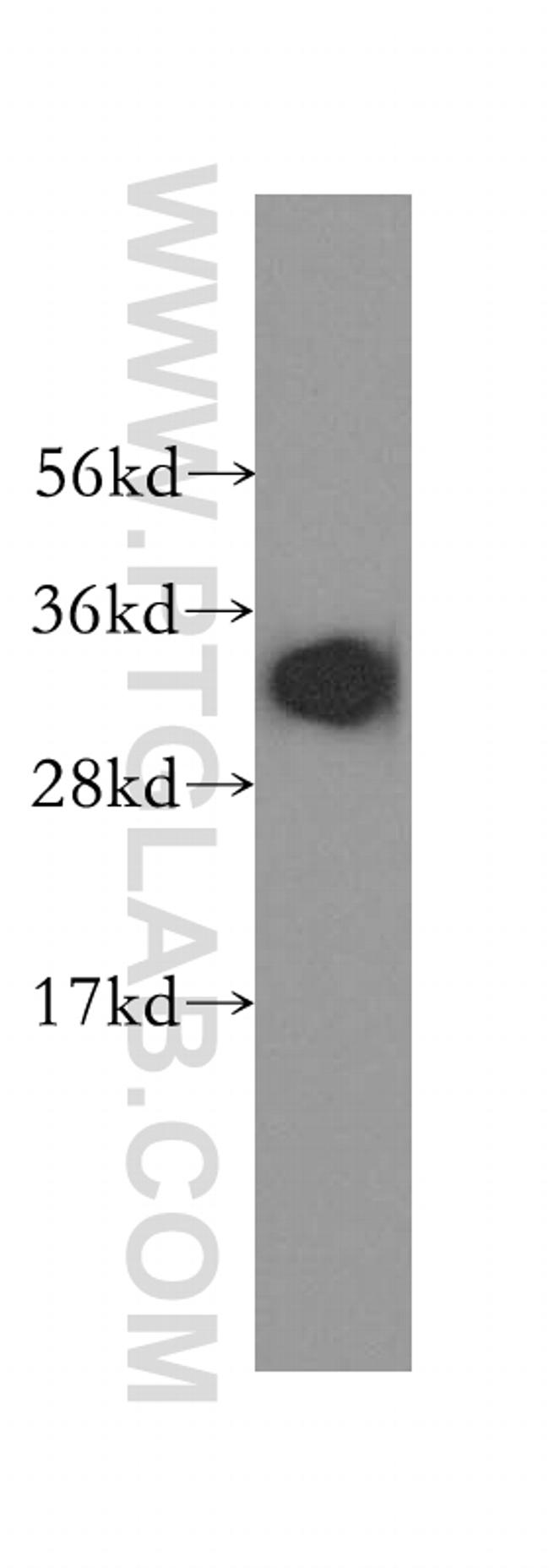 RCAS1 Antibody in Western Blot (WB)