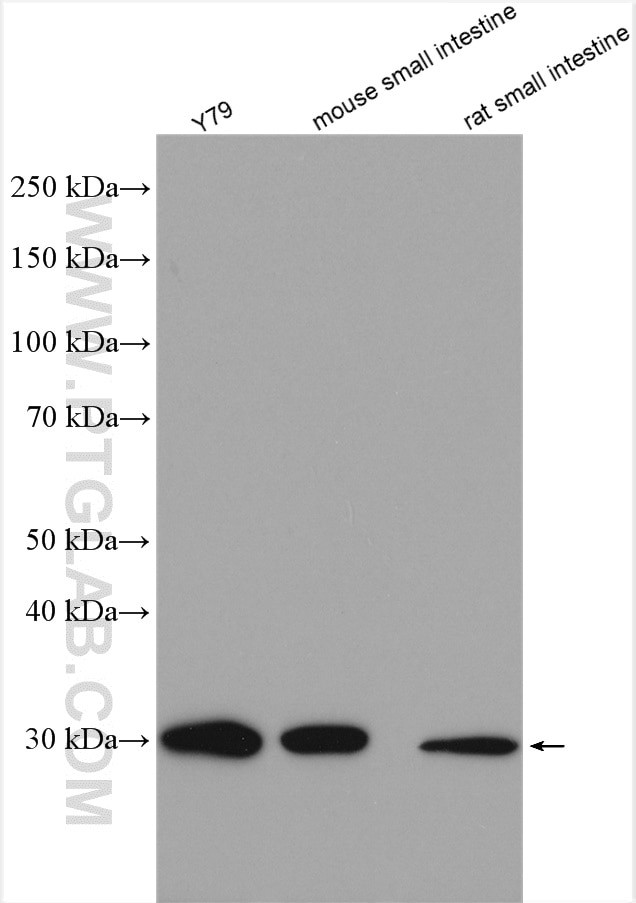 ETFA Antibody in Western Blot (WB)