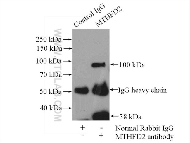 MTHFD2 Antibody in Immunoprecipitation (IP)