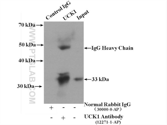 UCK1 Antibody in Immunoprecipitation (IP)