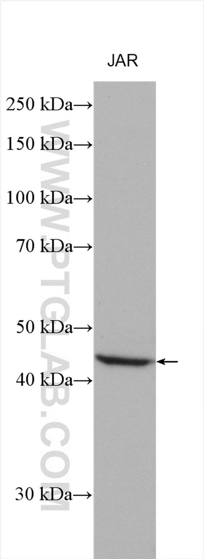 FNTA Antibody in Western Blot (WB)