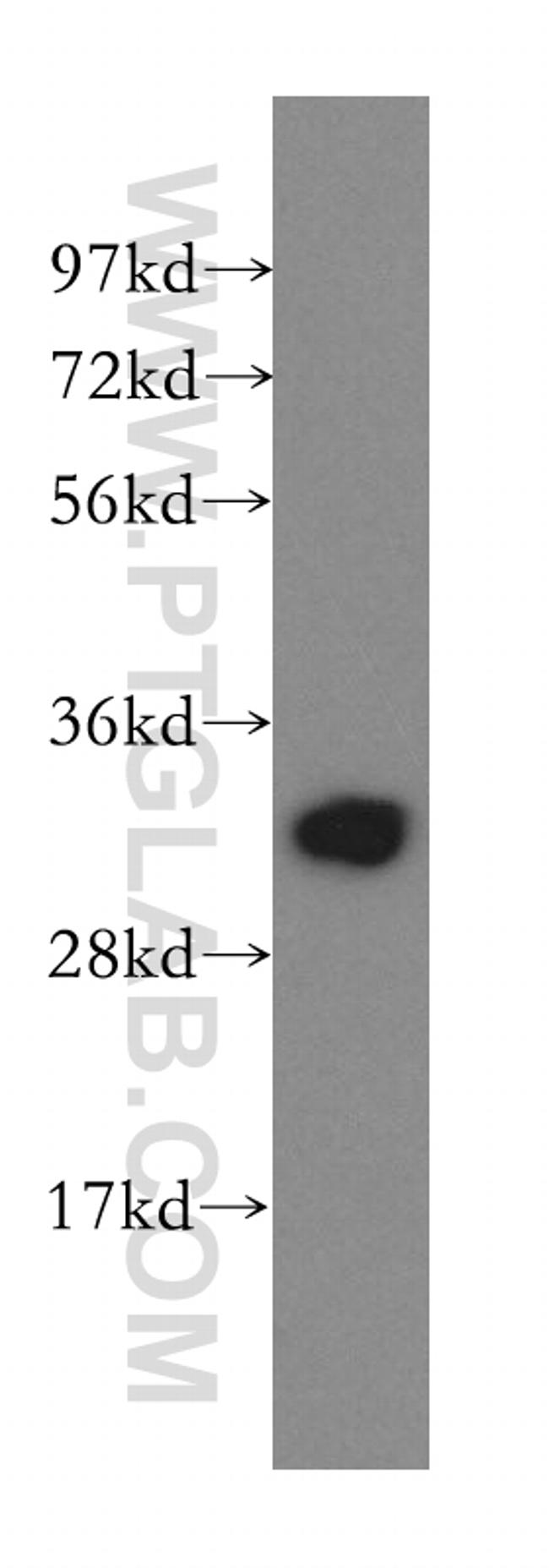 Prohibitin 2 Antibody in Western Blot (WB)