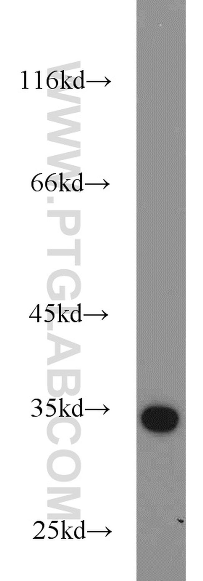 Prohibitin 2 Antibody in Western Blot (WB)