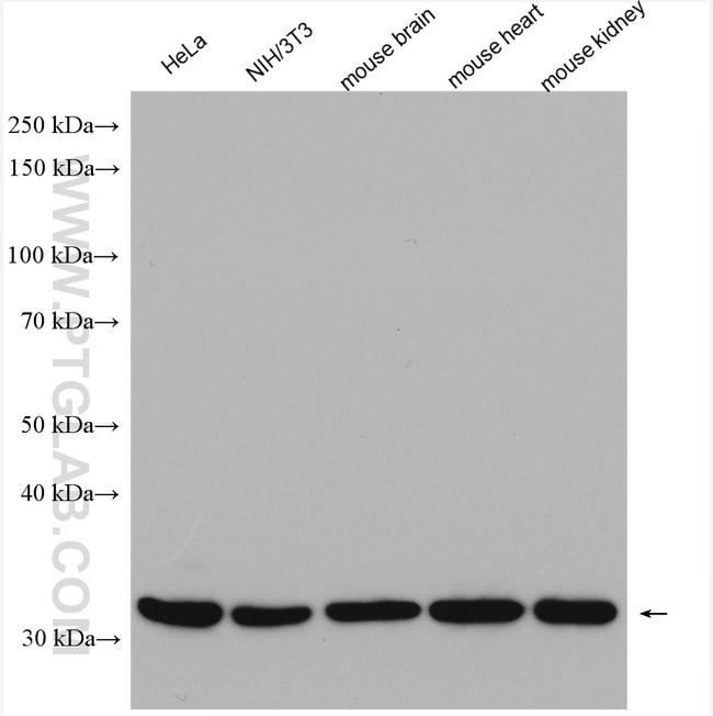 Prohibitin 2 Antibody in Western Blot (WB)