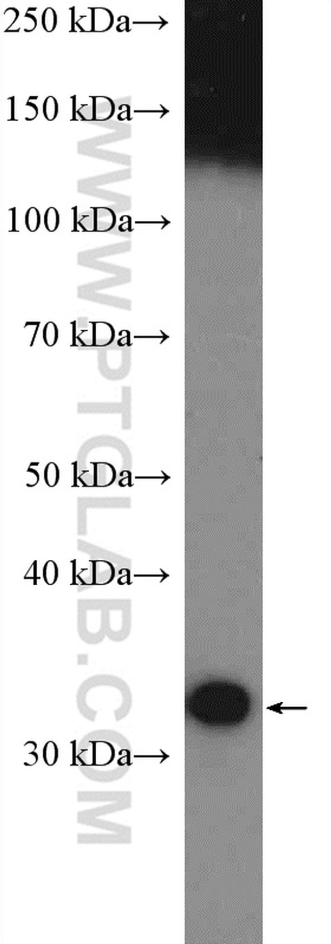 Prohibitin 2 Antibody in Western Blot (WB)