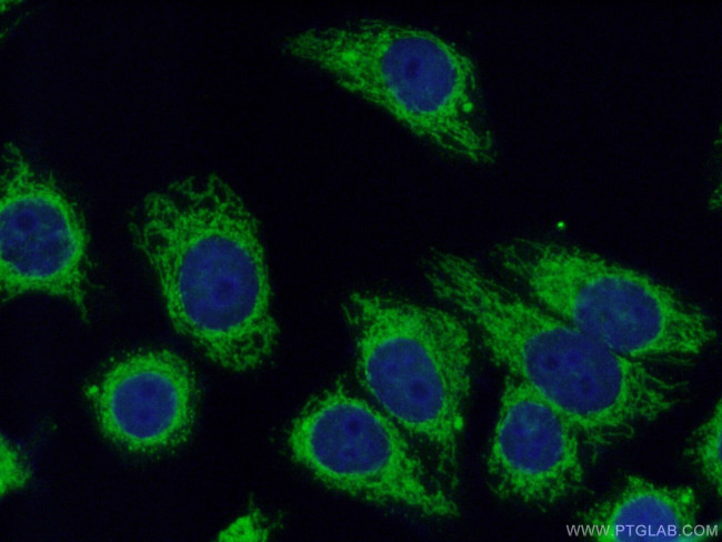 Prohibitin 2 Antibody in Immunocytochemistry (ICC/IF)