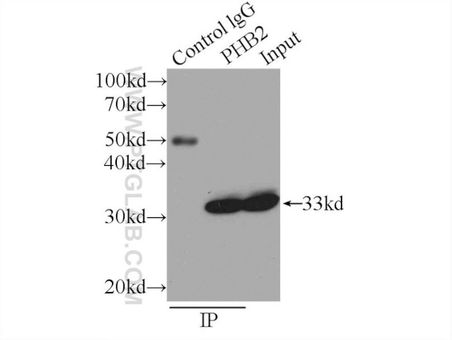 Prohibitin 2 Antibody in Immunoprecipitation (IP)