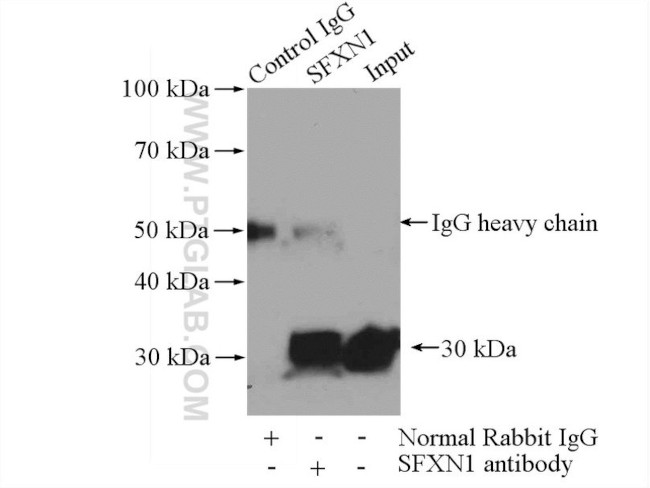 SFXN1 Antibody in Immunoprecipitation (IP)