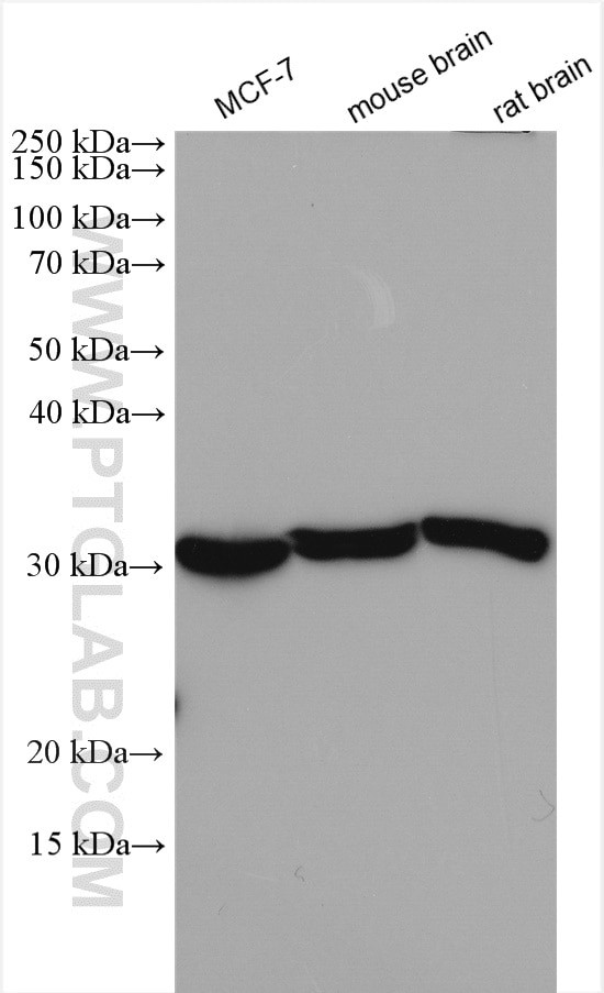 SFXN1 Antibody in Western Blot (WB)