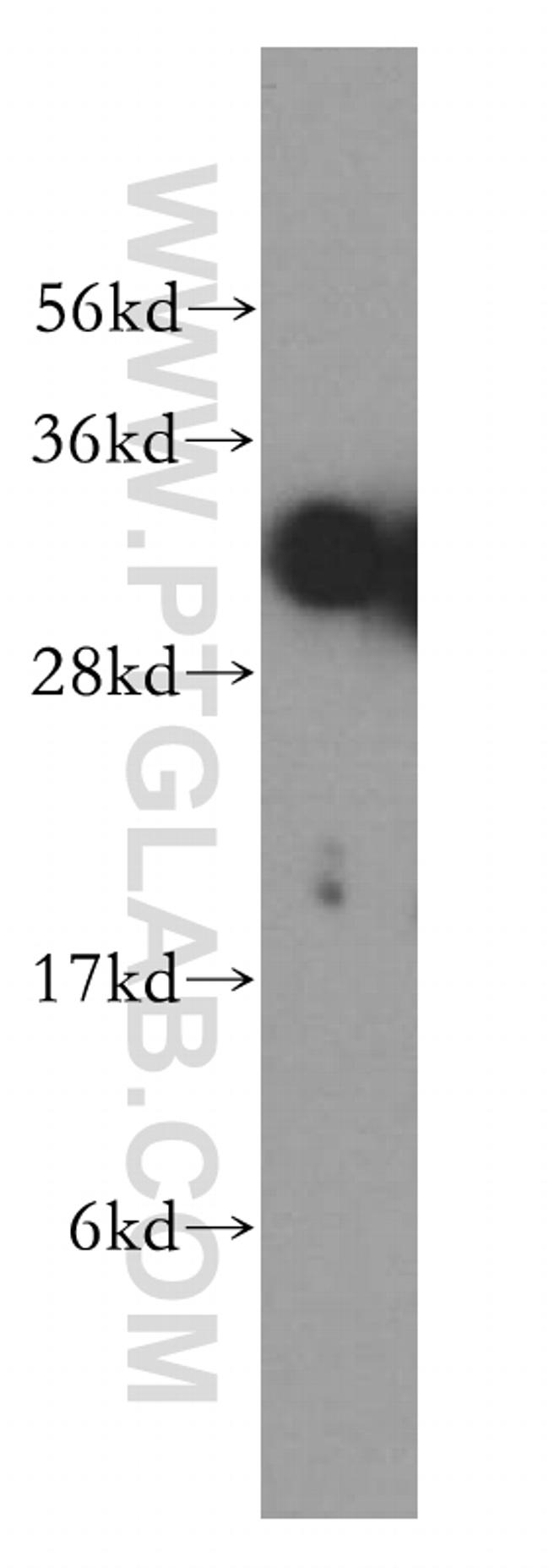 SFXN1 Antibody in Western Blot (WB)