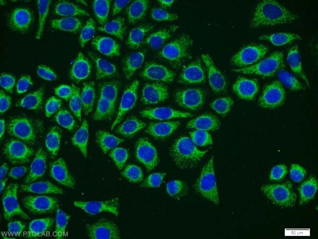 Neurotrophin 4 Antibody in Immunocytochemistry (ICC/IF)