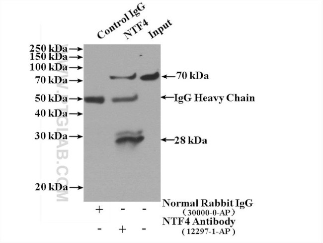 Neurotrophin 4 Antibody in Immunoprecipitation (IP)