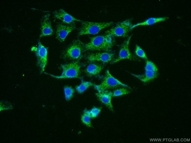 Neurotrophin 4 Antibody in Immunocytochemistry (ICC/IF)