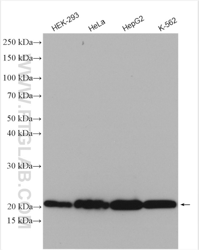 PDCD6 Antibody in Western Blot (WB)