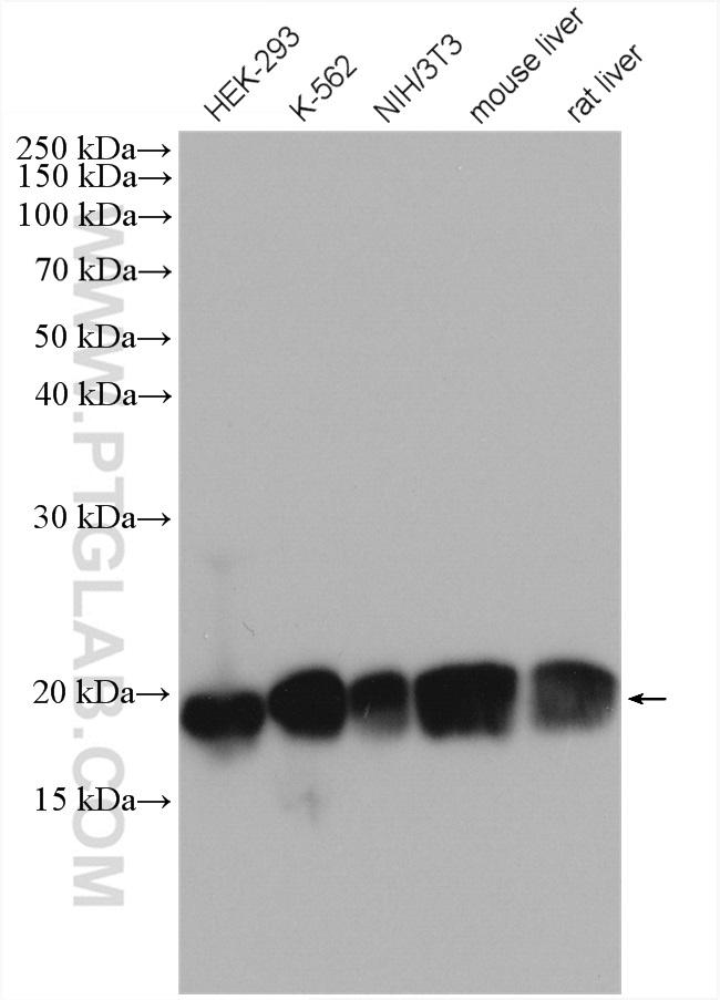 PDCD6 Antibody in Western Blot (WB)