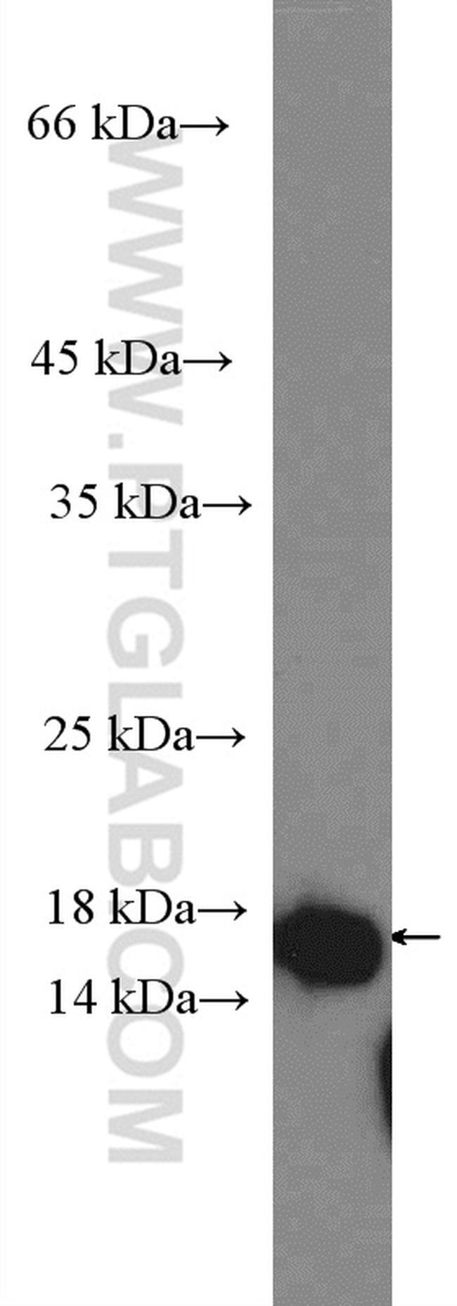 PDCD6 Antibody in Western Blot (WB)