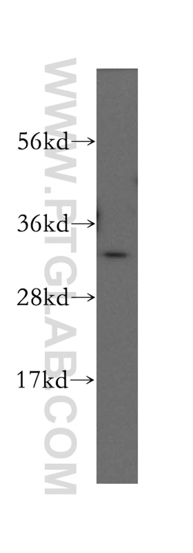 GNPDA1 Antibody in Western Blot (WB)