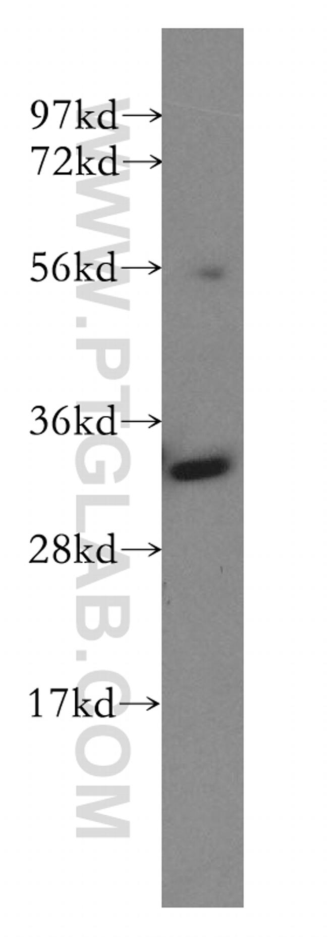 GNPDA1 Antibody in Western Blot (WB)